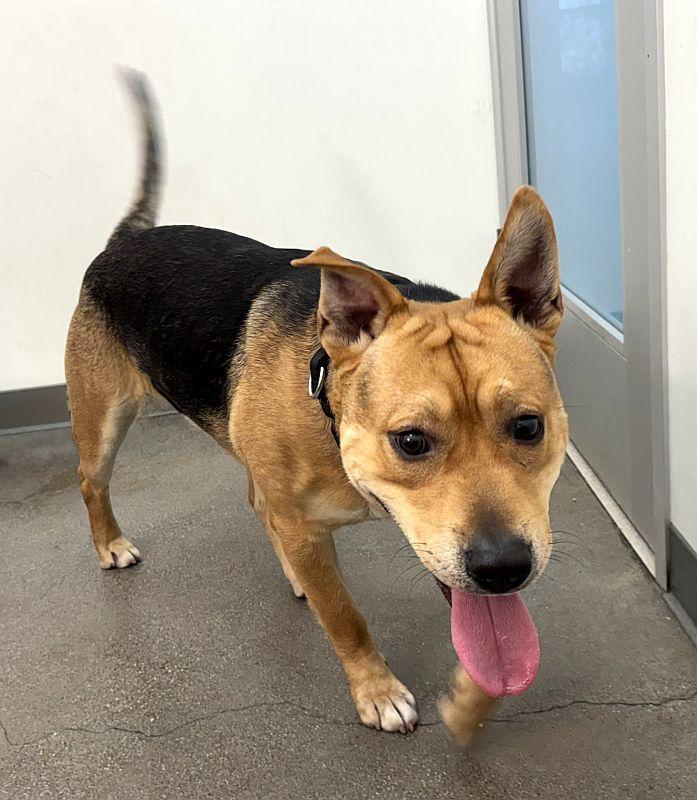 Enlarge Gus, a ADOPTABLE German Shepherd Dog in Berkeley, CA image 3/3
