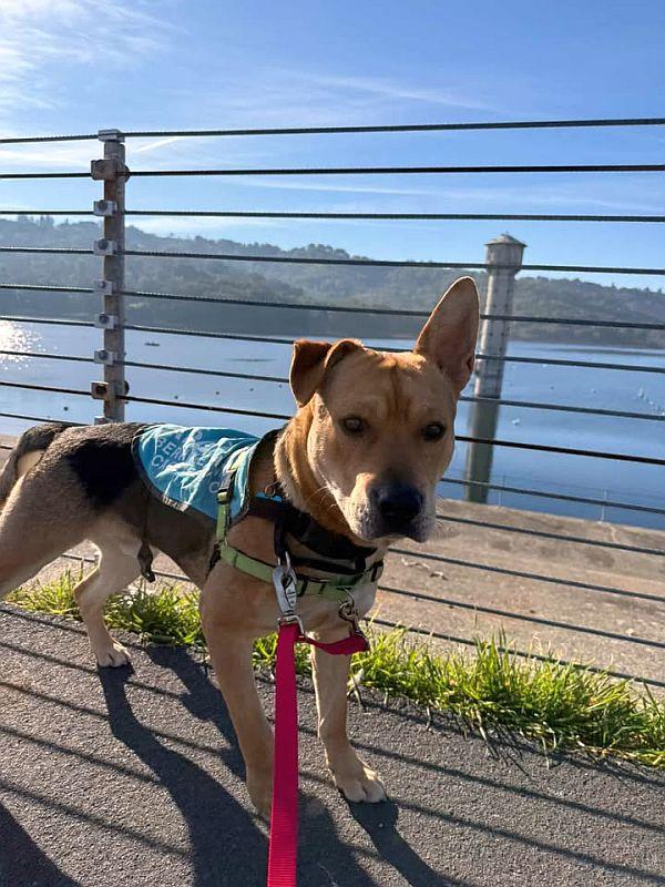 Gus, a ADOPTABLE German Shepherd Dog in Berkeley, CA image 3/6
