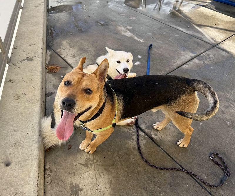Gus, a ADOPTABLE German Shepherd Dog in Berkeley, CA image 2/6