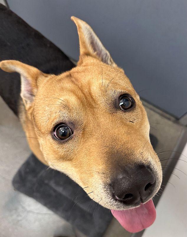 Enlarge Gus, a ADOPTABLE German Shepherd Dog in Berkeley, CA image 2/3