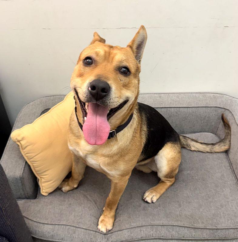 Enlarge Gus, a ADOPTABLE German Shepherd Dog in Berkeley, CA image 1/3