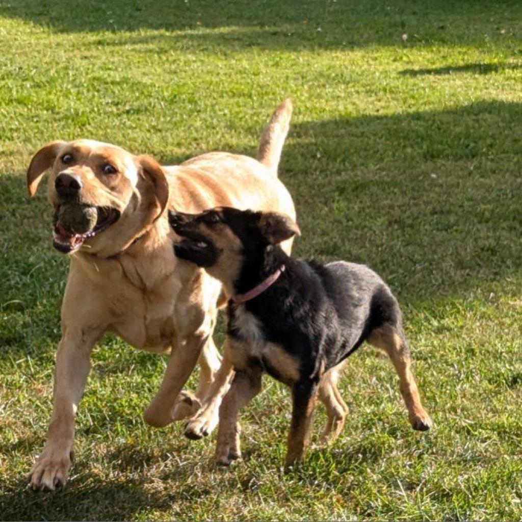 Rosie aka Ethel, Adoptable, Adult Female Mixed Breed.
