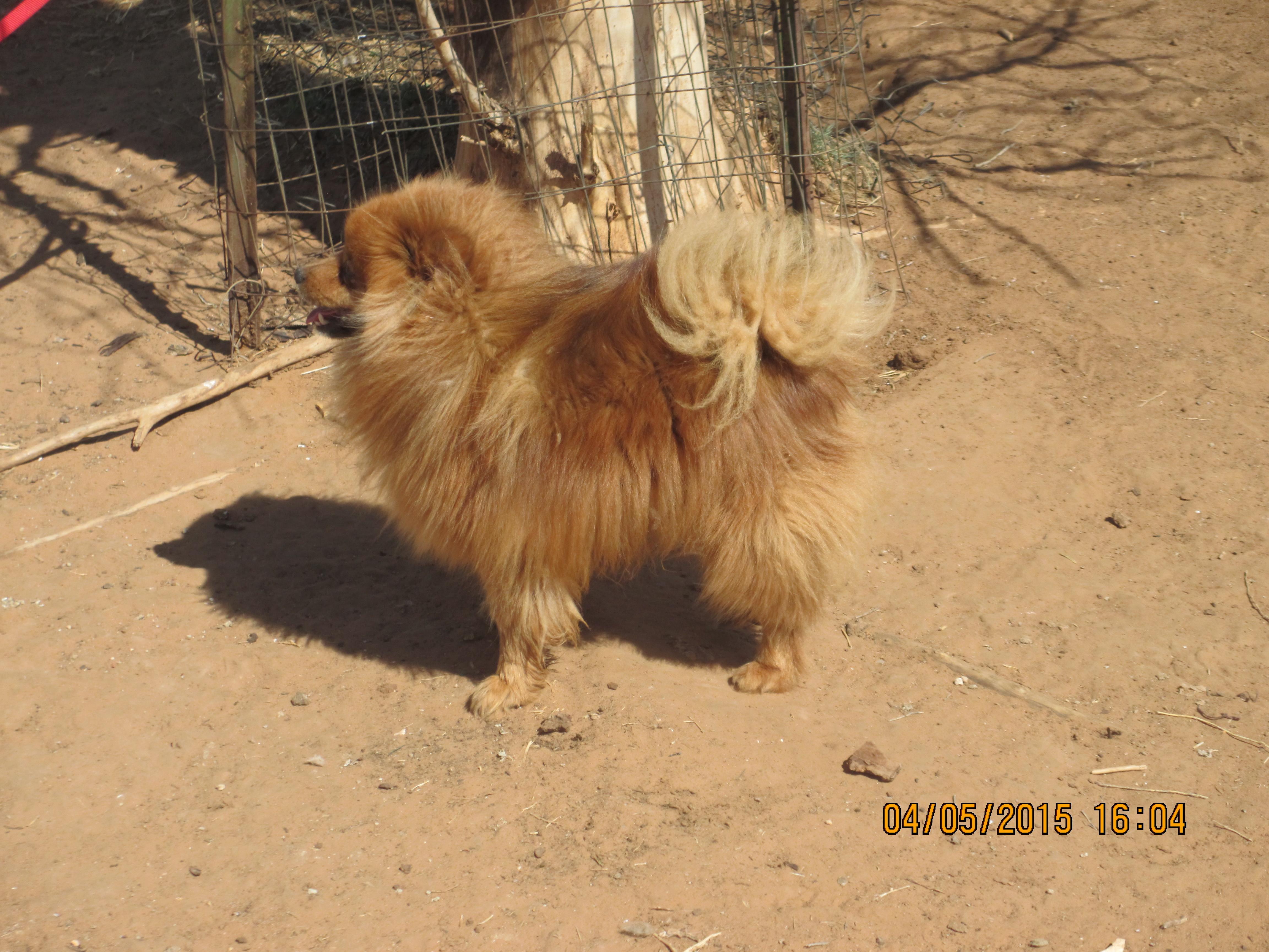 Buddy 2, a Adoptable Pomeranian in Anton, TX image 5/6