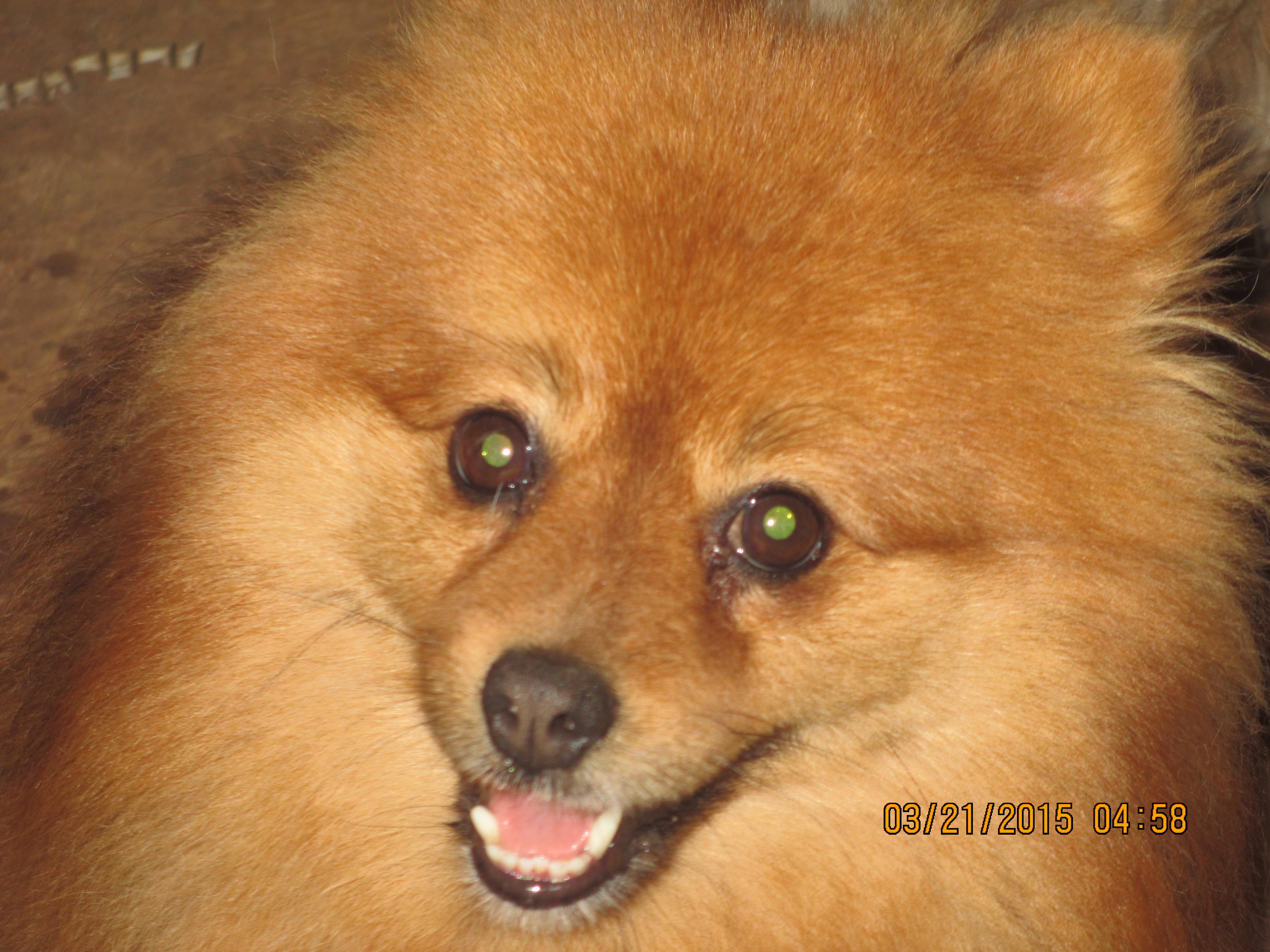Buddy 2, a Adoptable Pomeranian in Anton, TX image 1/6