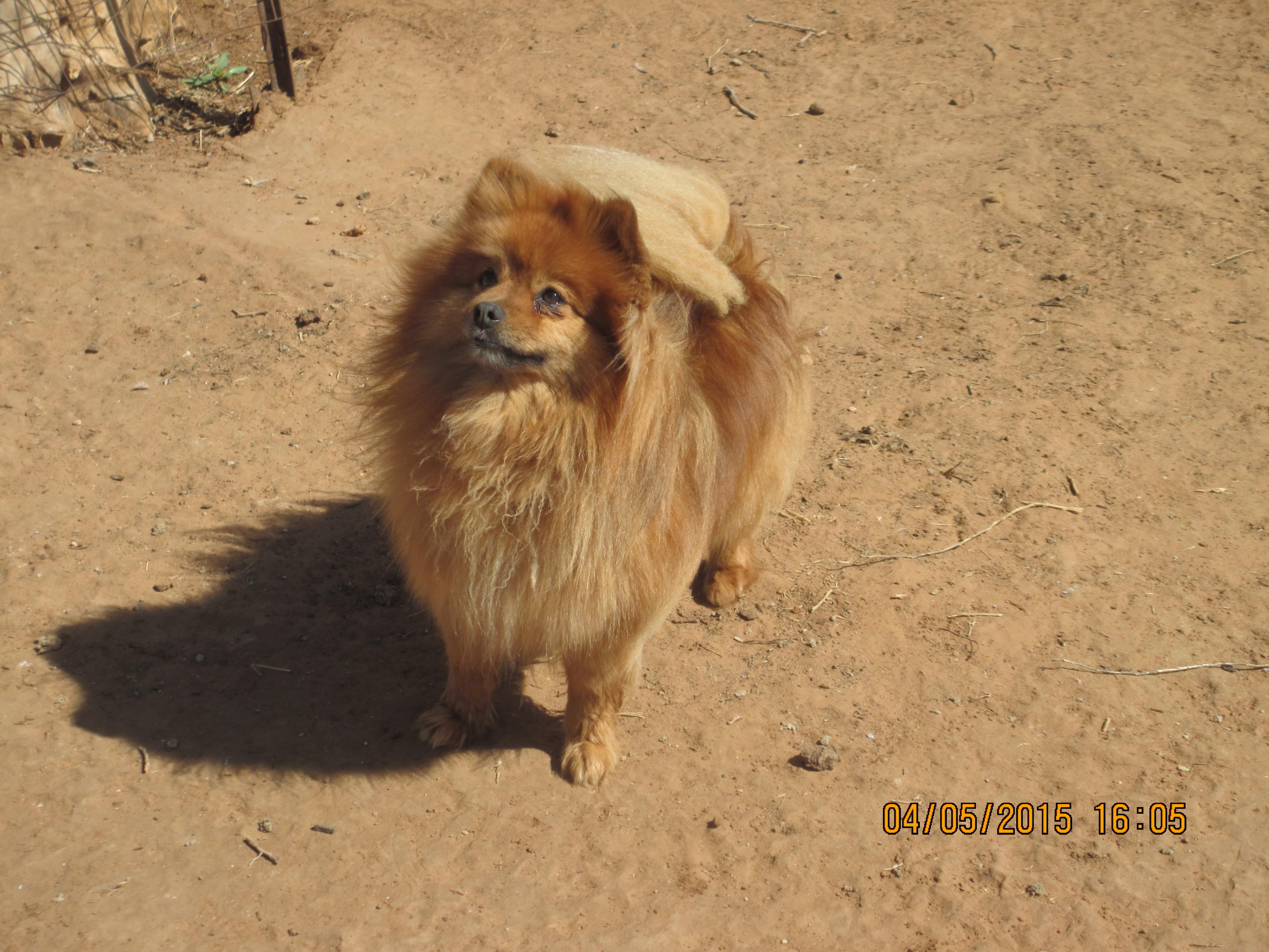 Buddy 2, a Adoptable Pomeranian in Anton, TX image 6/6