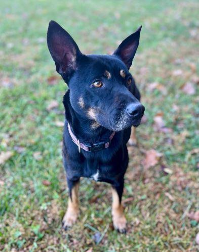 Sweet Pea, Adoptable, Adult Female Shepherd.