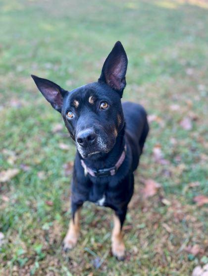 Sweet Pea, a Adoptable mixed breed in Mocksville, NC image 2/4