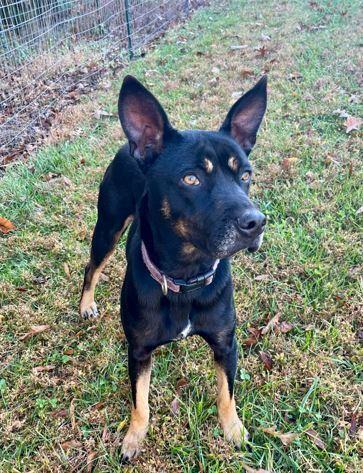 Sweet Pea, a Adoptable mixed breed in Mocksville, NC image 4/4