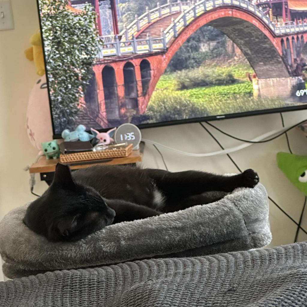 Panther, Adoptable, Adult Female Domestic Short Hair.