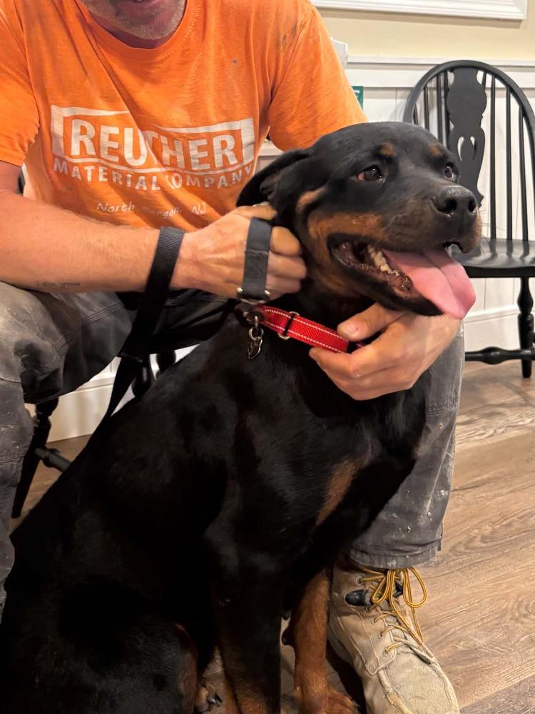 Enlarge Mercy, a Adoptable Rottweiler in harrison city, PA image 1/3