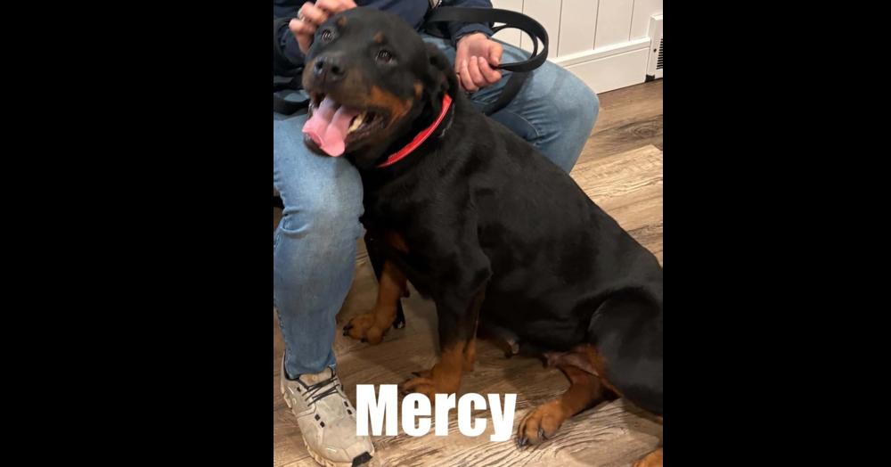 Enlarge Mercy, a Adoptable Rottweiler in harrison city, PA image 2/3