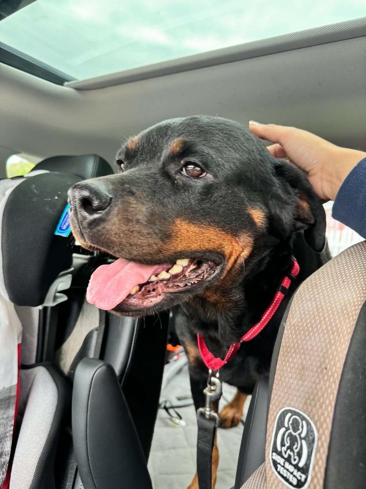 Enlarge Mercy, a Adoptable Rottweiler in harrison city, PA image 3/3
