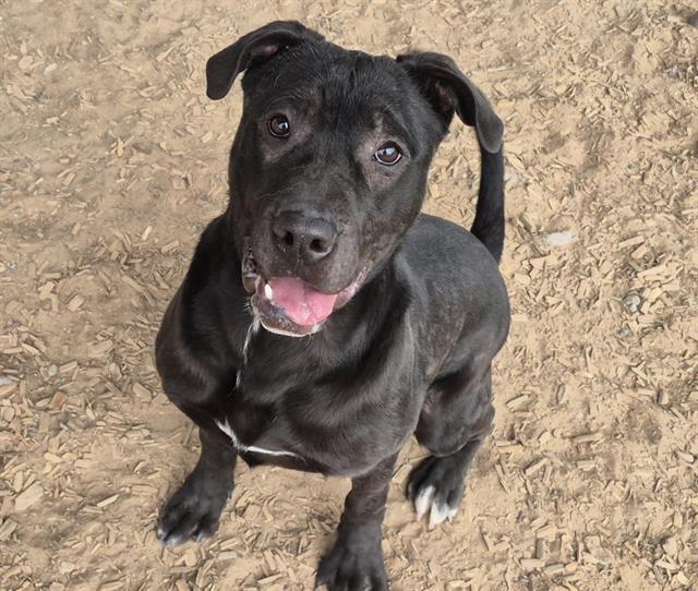 ALOE, Adoptable, Young Male Shar-Pei & Labrador Retriever.