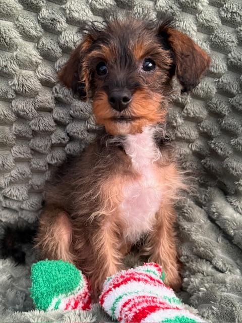 Drumstick thumbnail 2