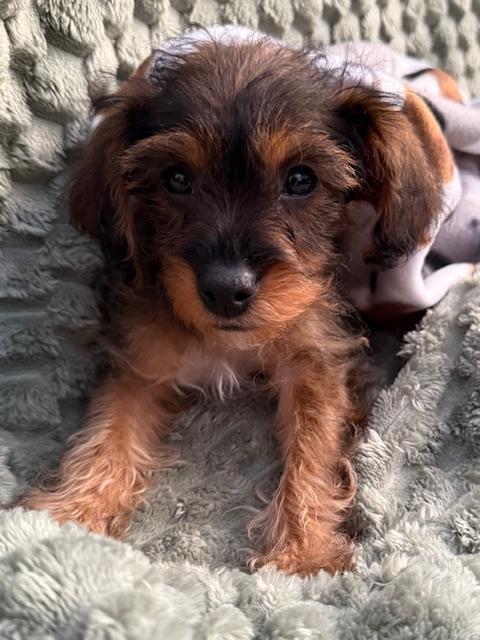 Drumstick thumbnail 3