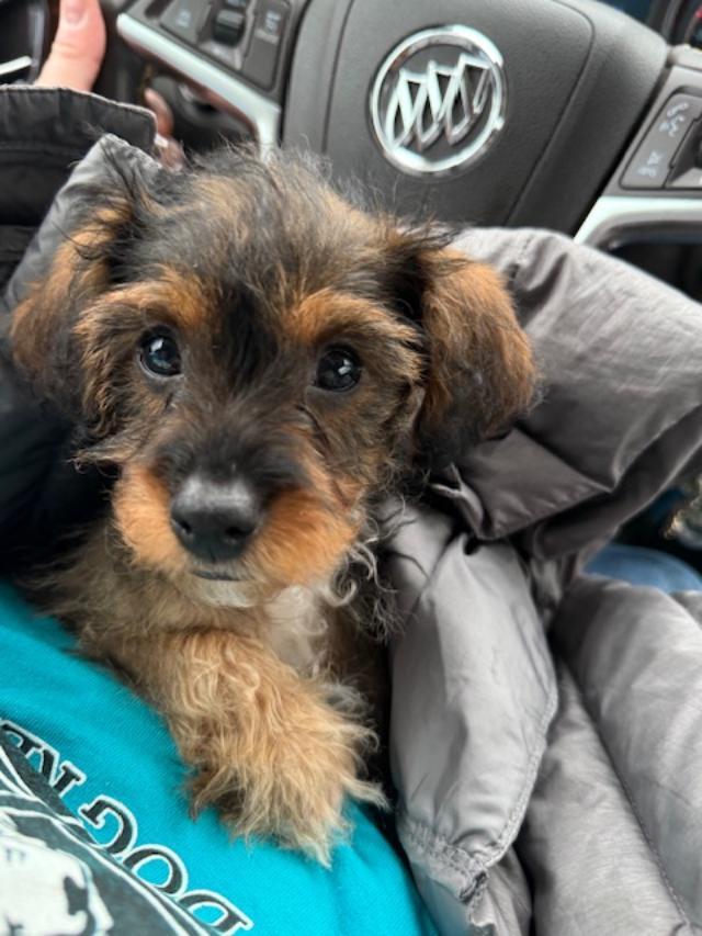 Drumstick thumbnail 4