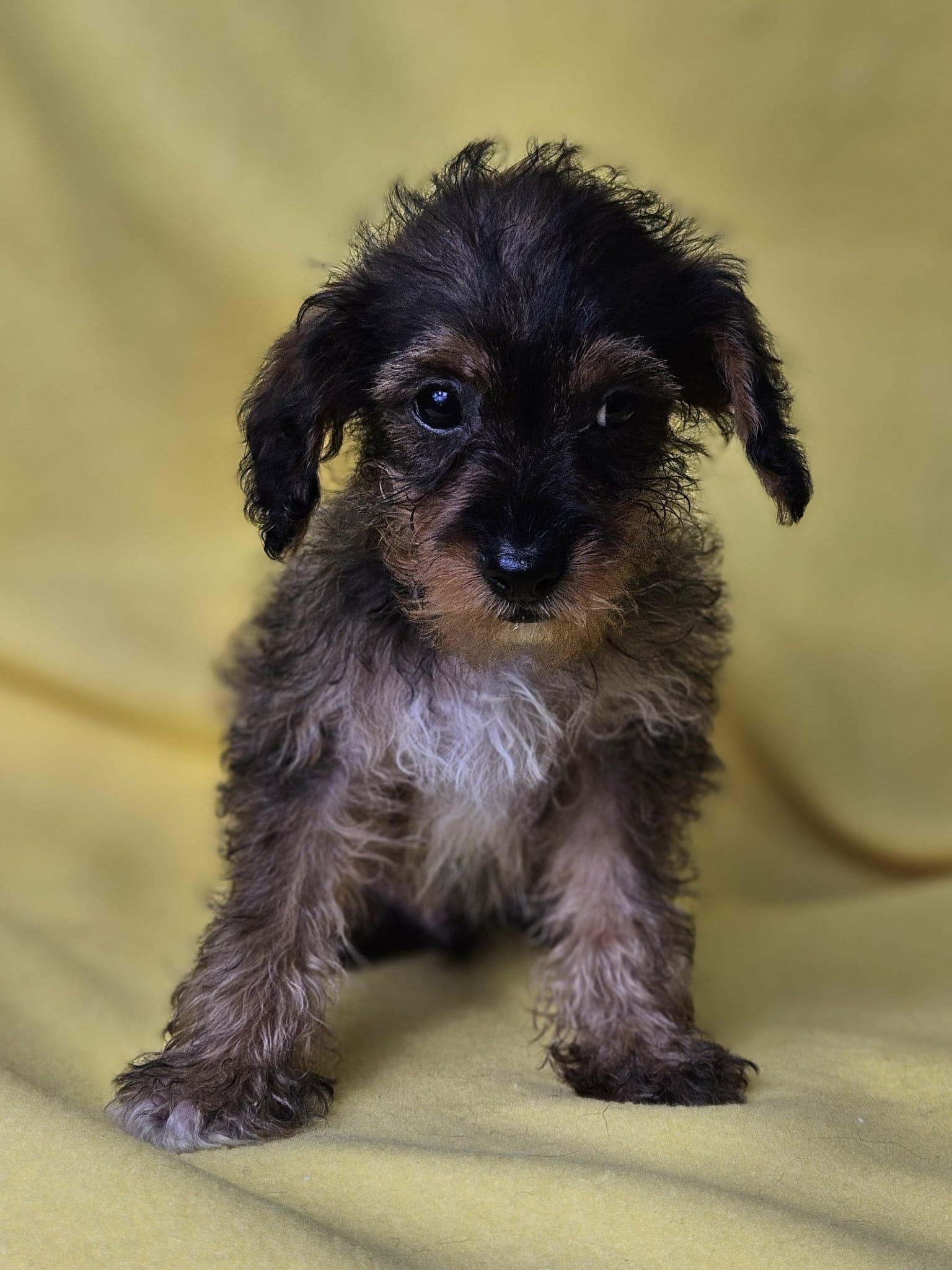 Drumstick, Adoptable, Puppy Male Yorkie Poo & Maltese.