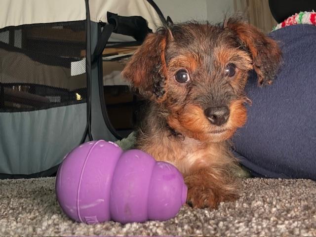 Drumstick thumbnail 5