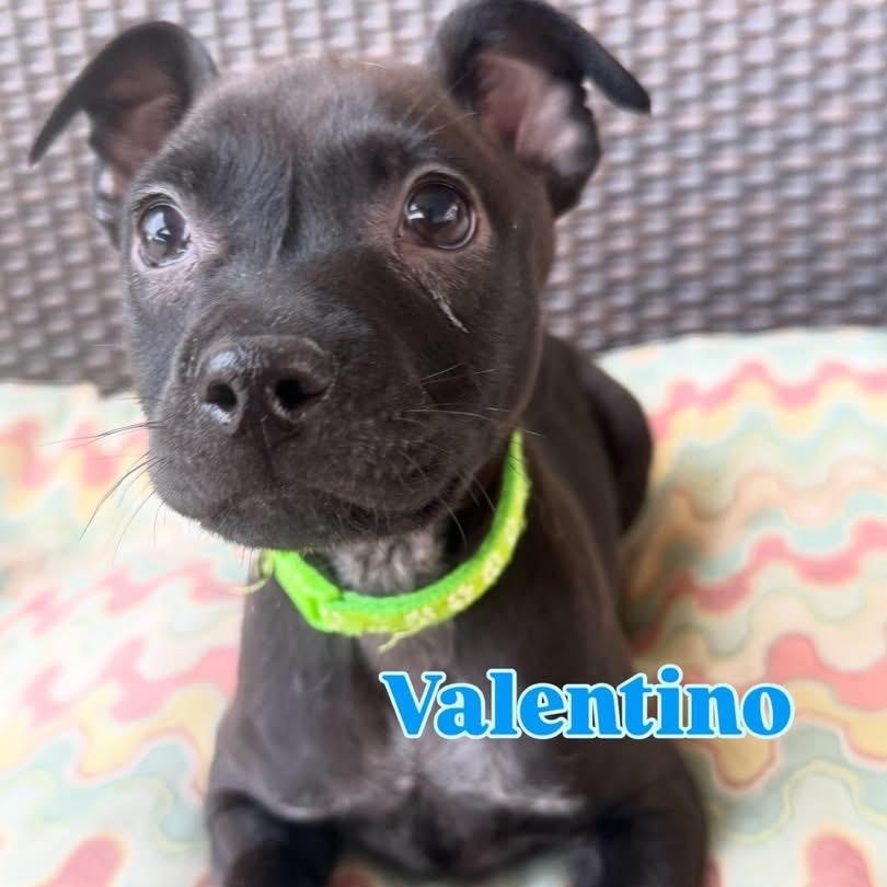 Valentino, Adoptable, Puppy Male Mixed Breed.