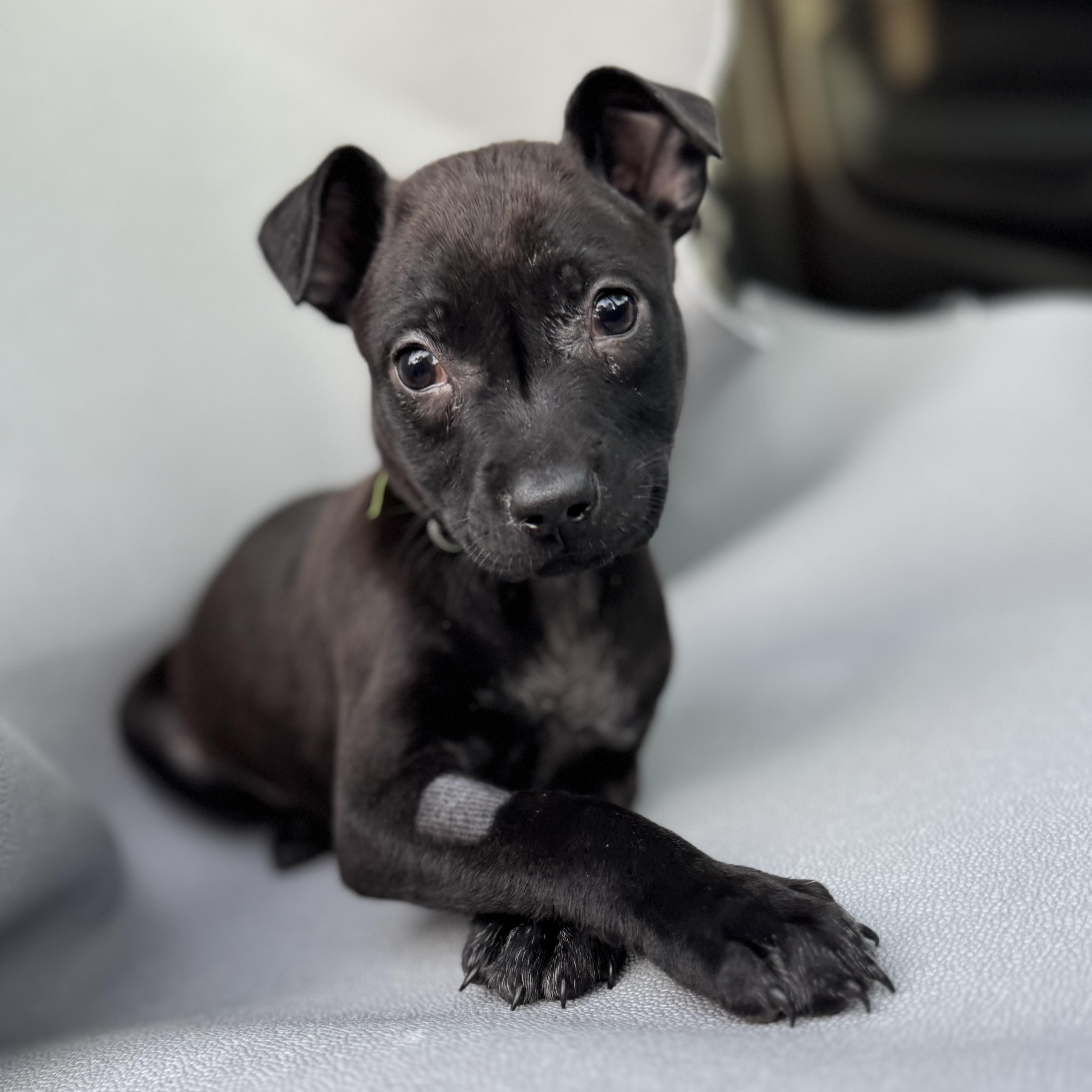 Enlarge Valentino, a Adoptable mixed breed in Henderson, NV image 3/3