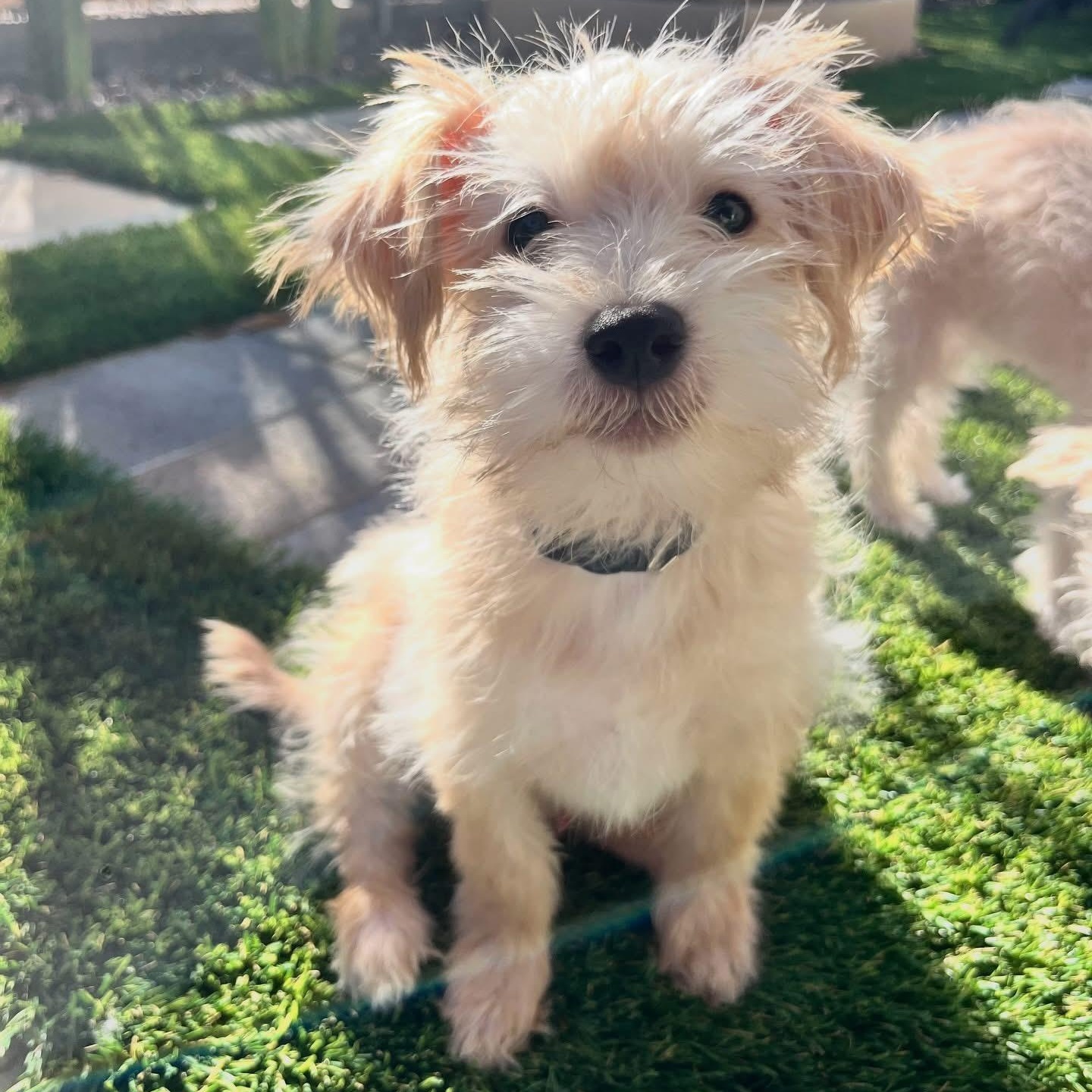 Enlarge Burrata, a Adoptable mixed breed in Henderson, NV image 1/2