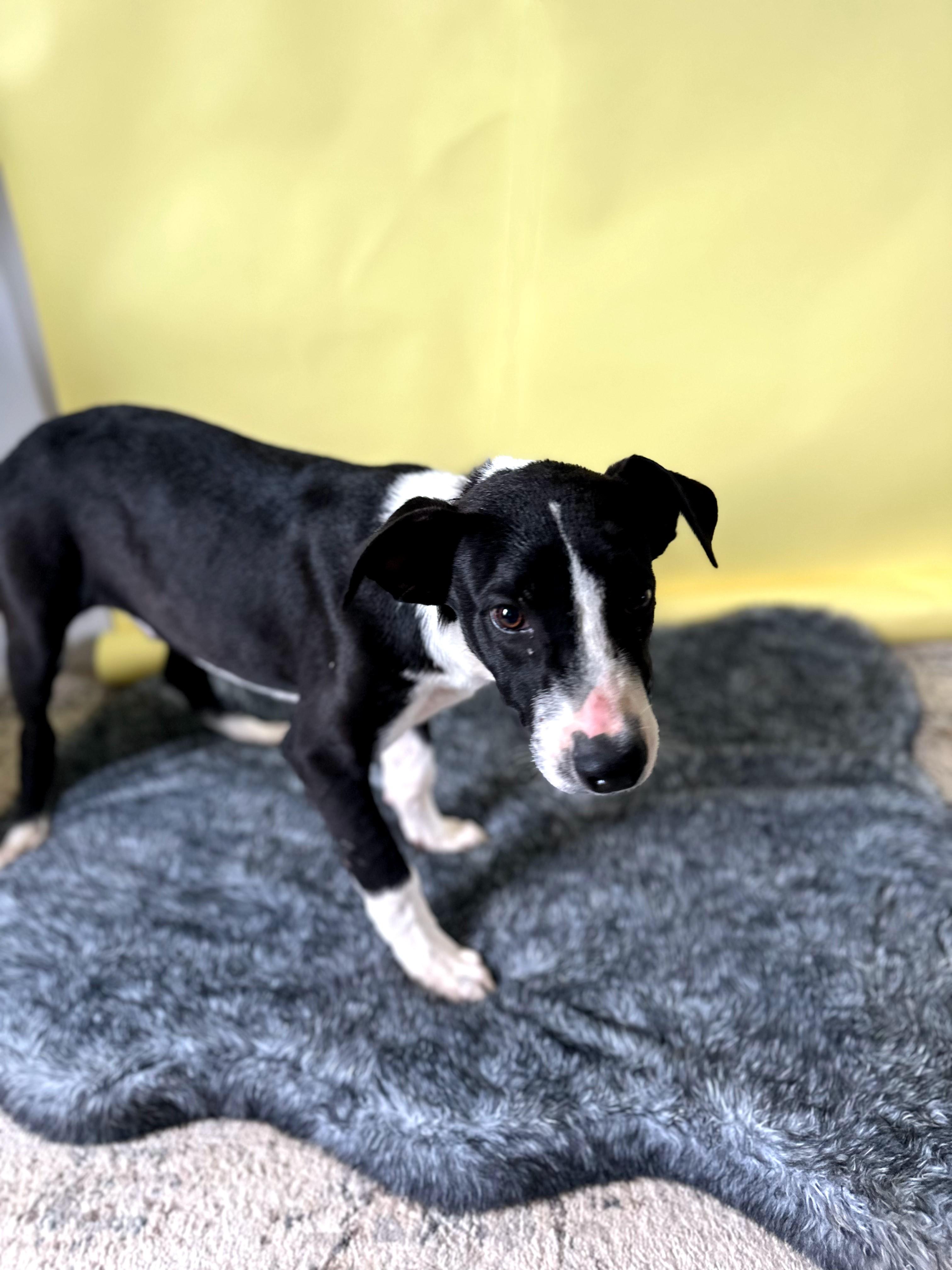 Hector — thumbnail 2