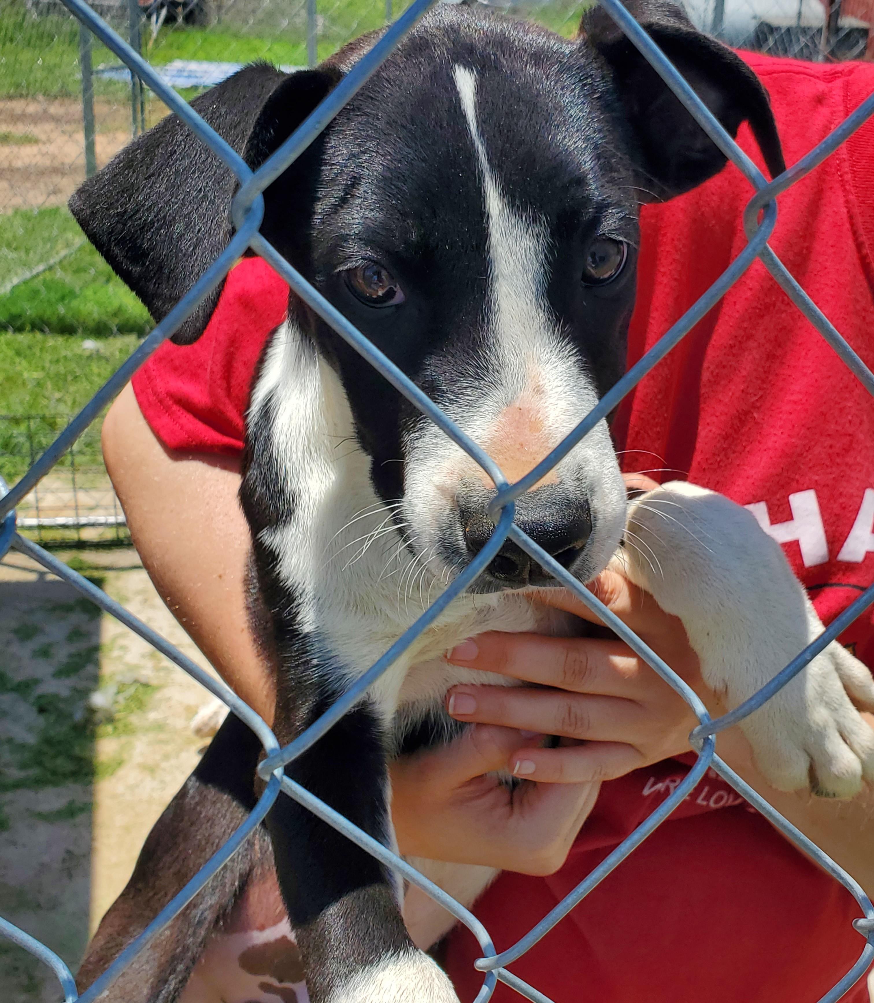 Hector — thumbnail 3