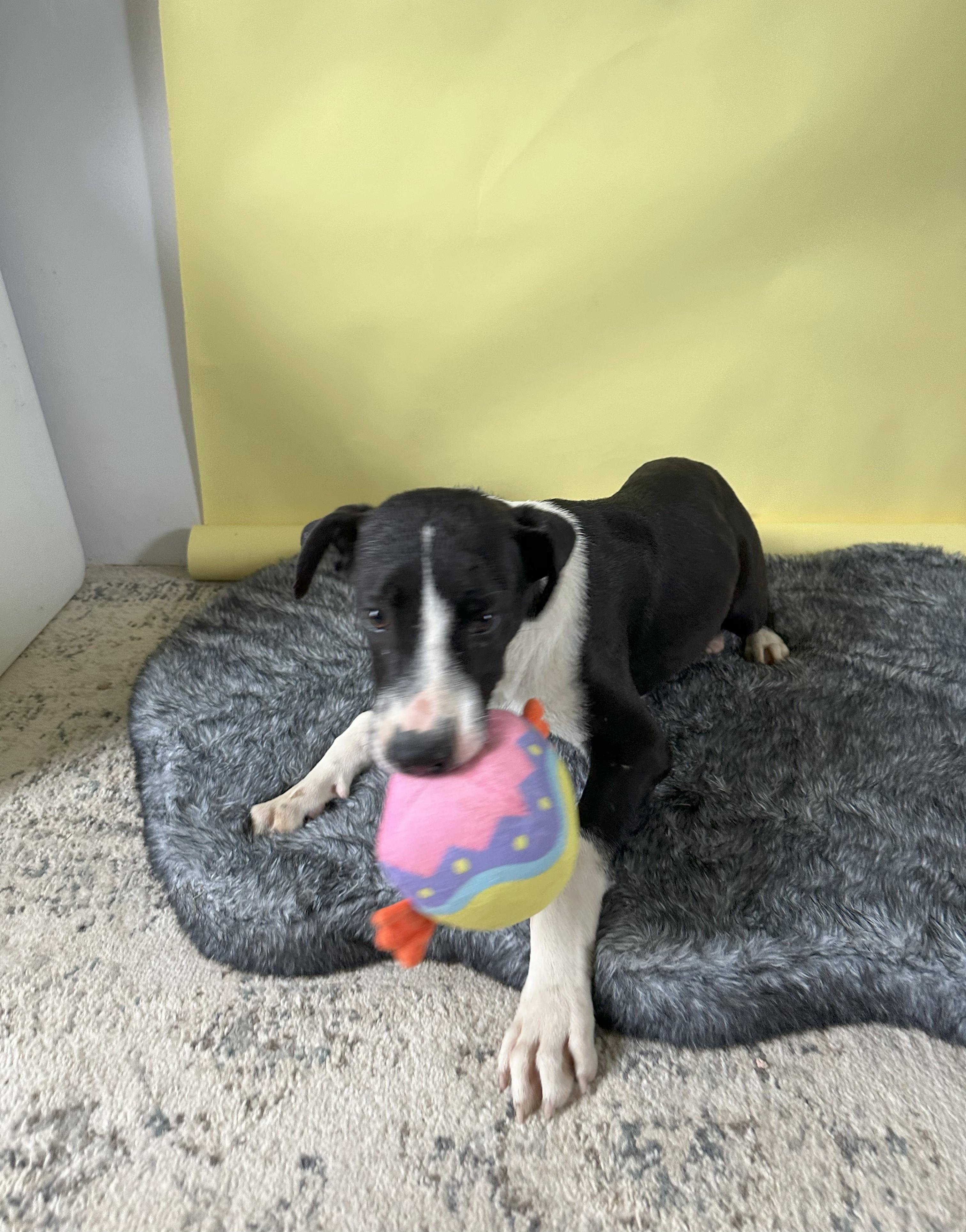 Hector — thumbnail 4