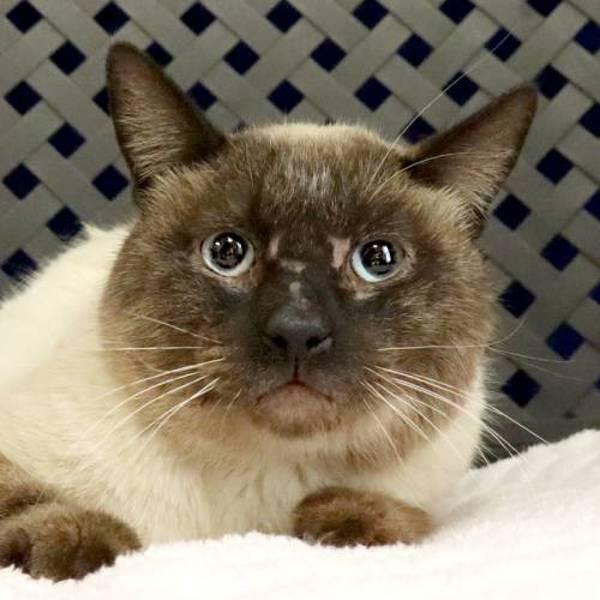 Enlarge Tao, a Adoptable mixed breed in Fort Davis, TX image 2/2