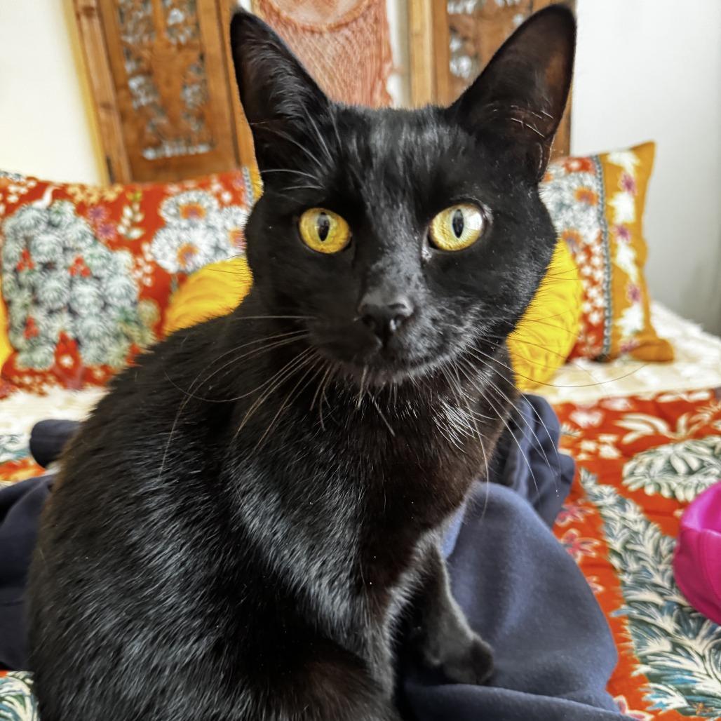 Enlarge Sasha, a Adoptable Domestic Short Hair in Fairfax Station, VA image 1/1