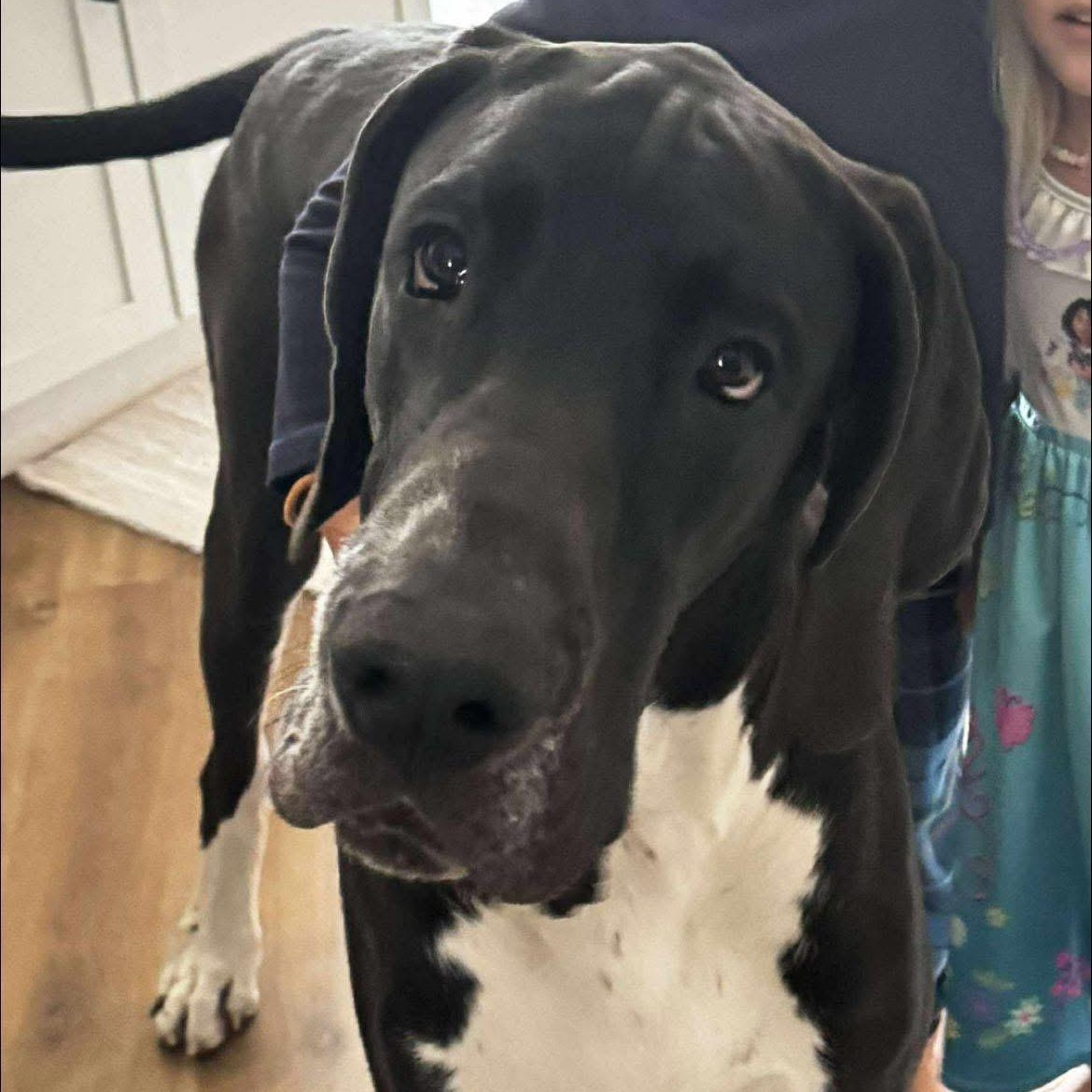 Frank, a ADOPTABLE Great Dane in Pensacola, FL image 1/6