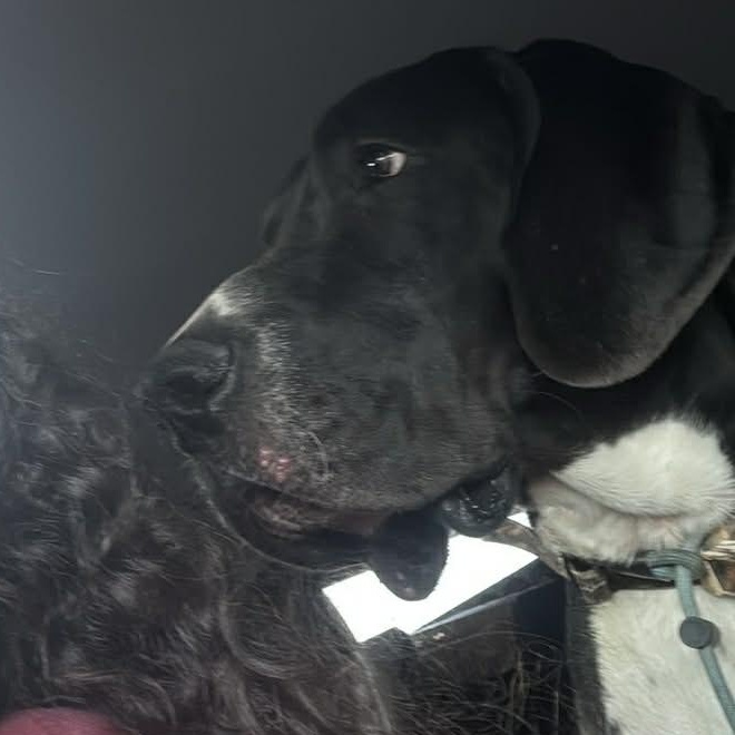 Frank, a ADOPTABLE Great Dane in Pensacola, FL image 5/6