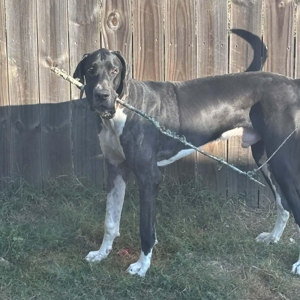 Frank, a ADOPTABLE Great Dane in Pensacola, FL image 3/6