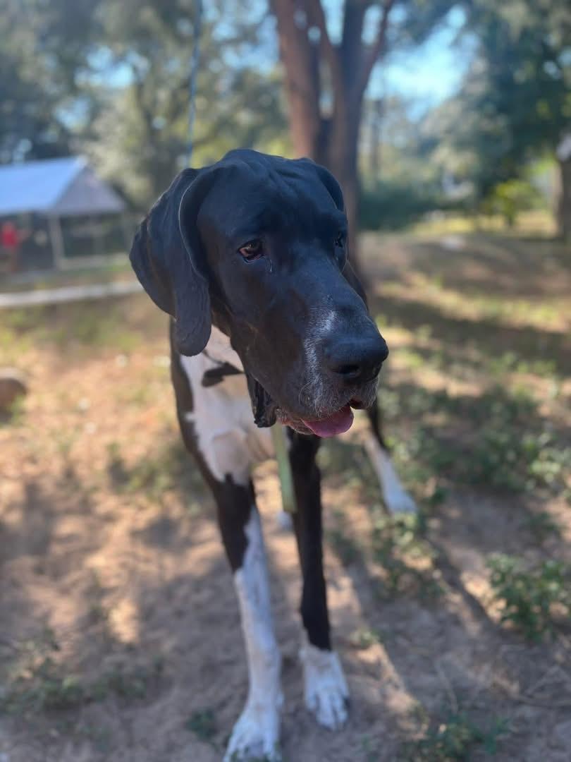 Frank, a ADOPTABLE Great Dane in Pensacola, FL image 2/6