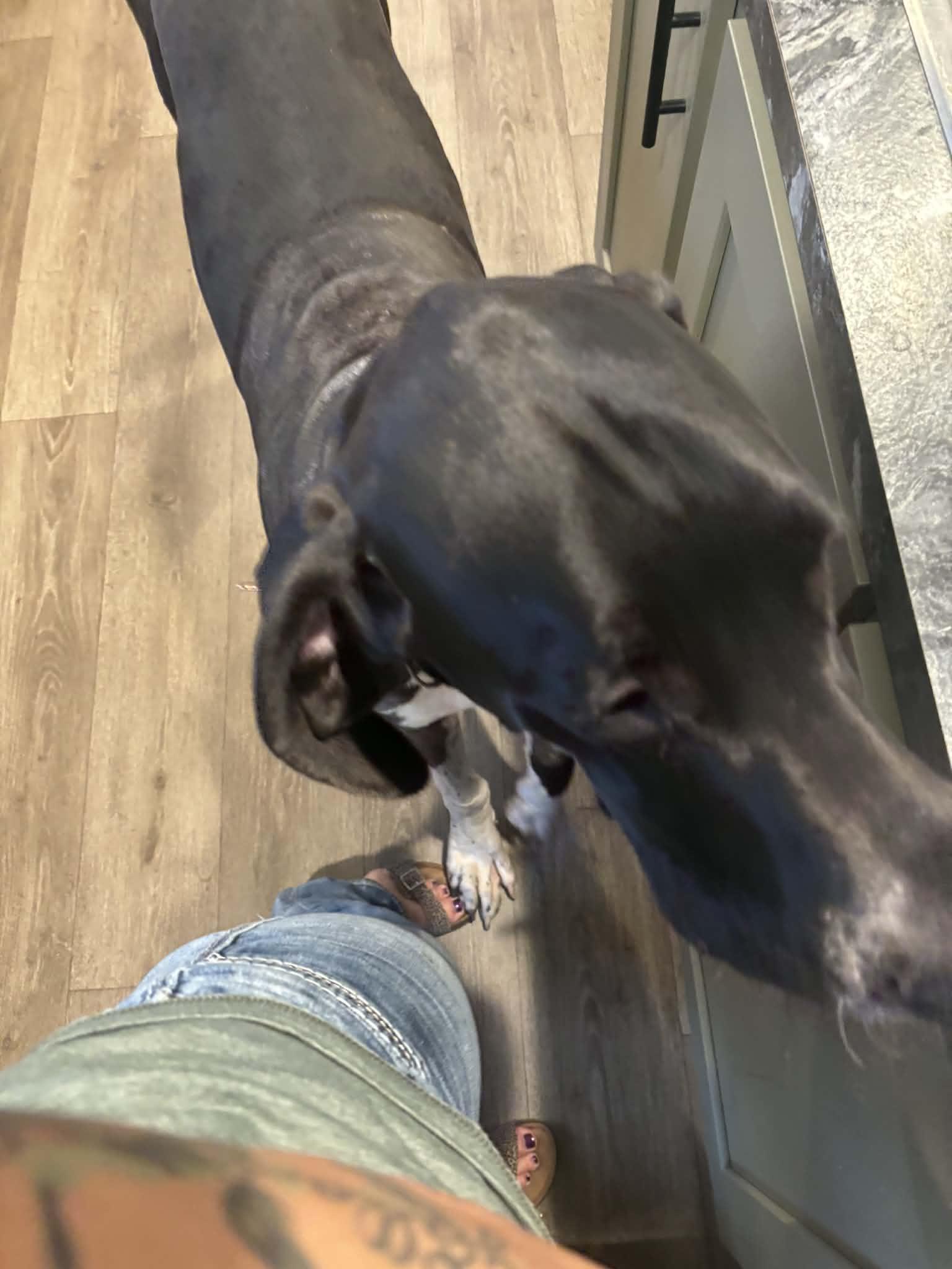 Frank, a ADOPTABLE Great Dane in Pensacola, FL image 4/6