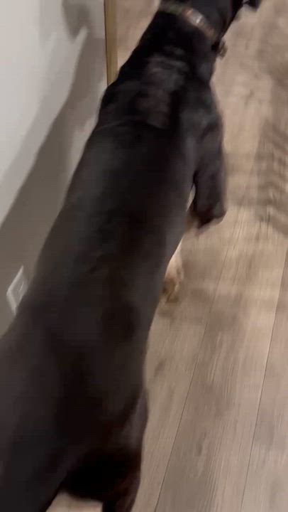 Enlarge Frank, a ADOPTABLE Great Dane in Pensacola, FL video 6/6