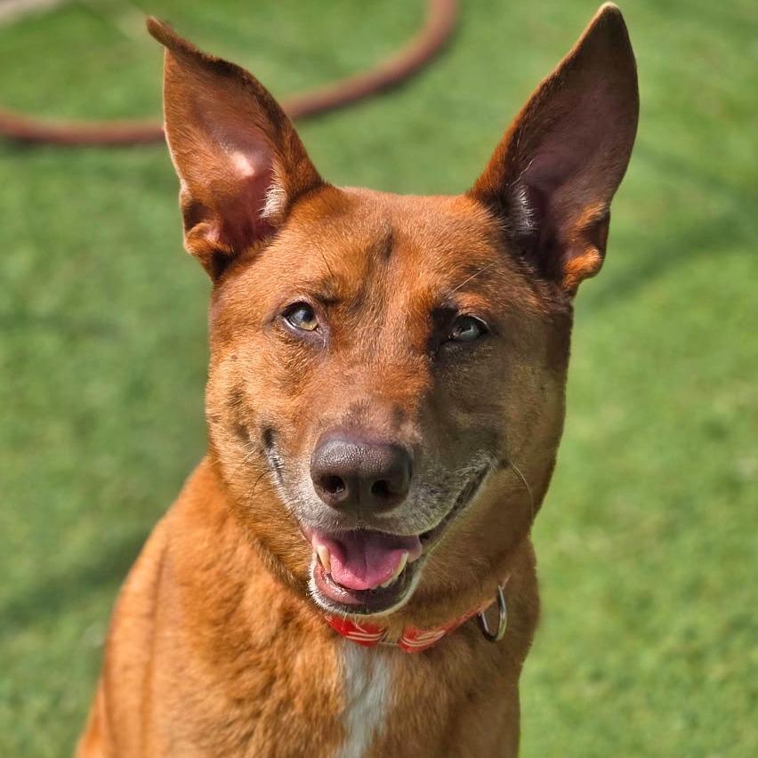 Saint, Adoptable, Adult Male Mixed Breed.