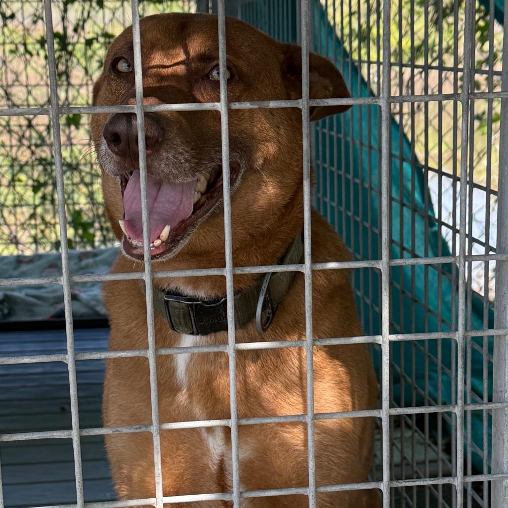 Enlarge Saint, a Adoptable Mixed Breed in Galveston, TX image 3/6