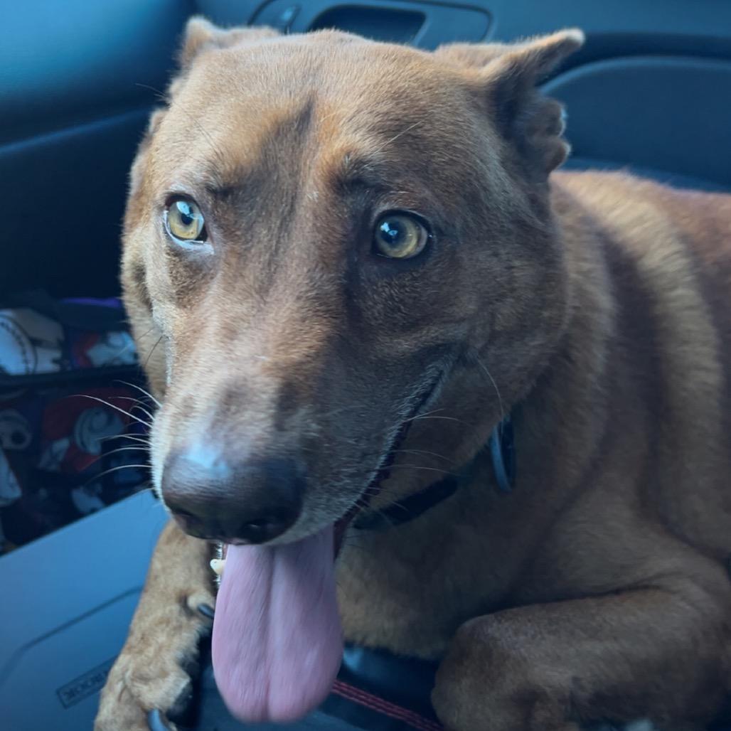 Enlarge Saint, a Adoptable Mixed Breed in Galveston, TX image 4/6