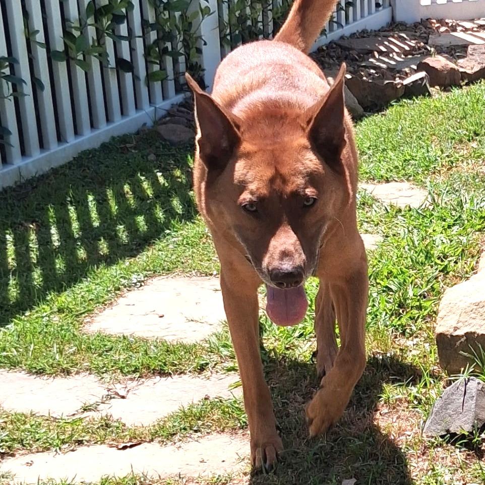 Enlarge Saint, a Adoptable Mixed Breed in Galveston, TX image 5/6