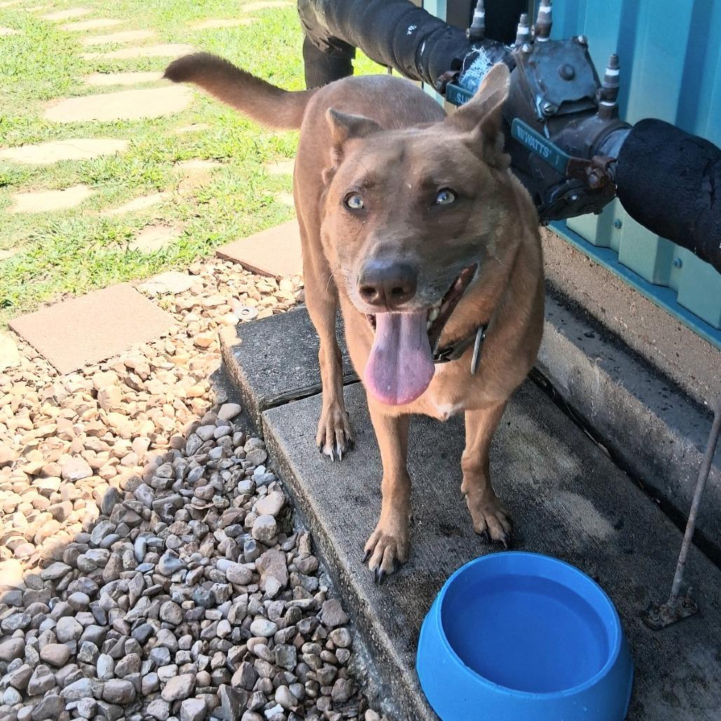 Enlarge Saint, a Adoptable Mixed Breed in Galveston, TX image 6/6