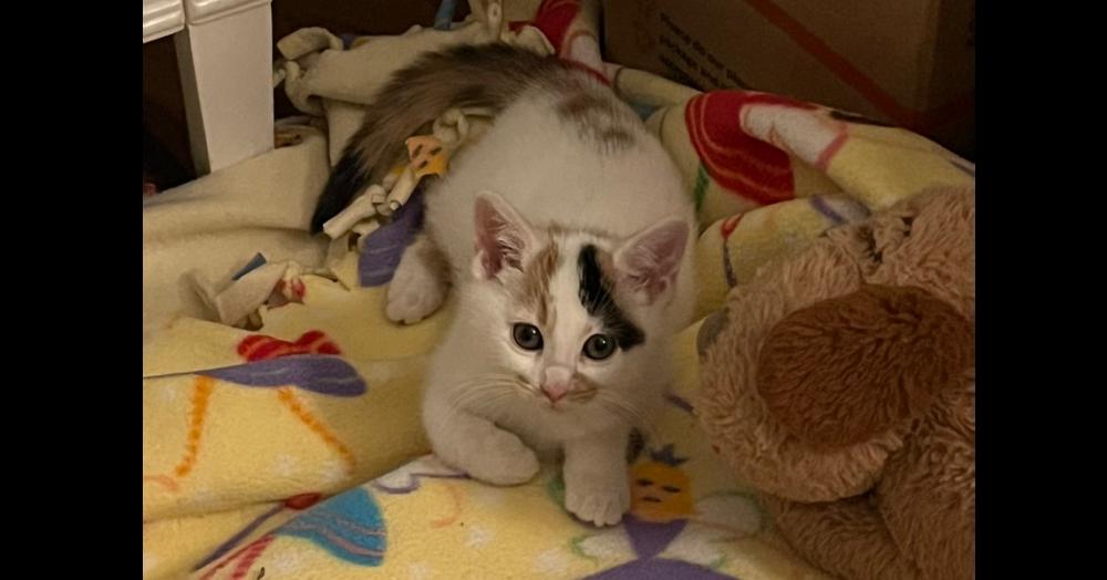 Frosty Aka Alley thumbnail 3