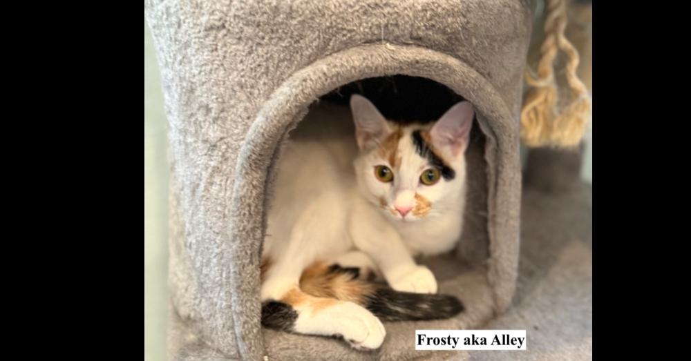 Frosty Aka Alley thumbnail 4