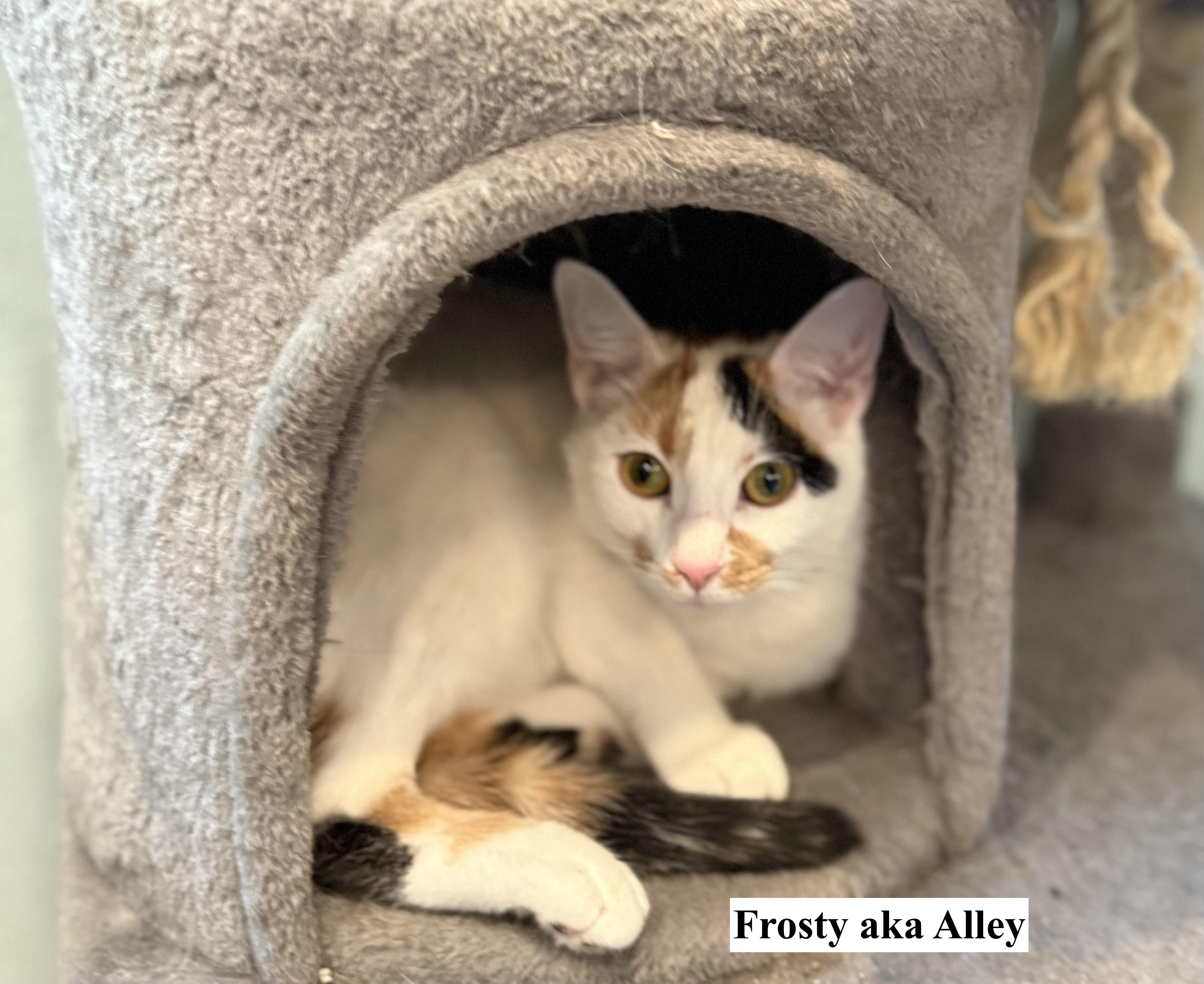 Frosty aka Alley