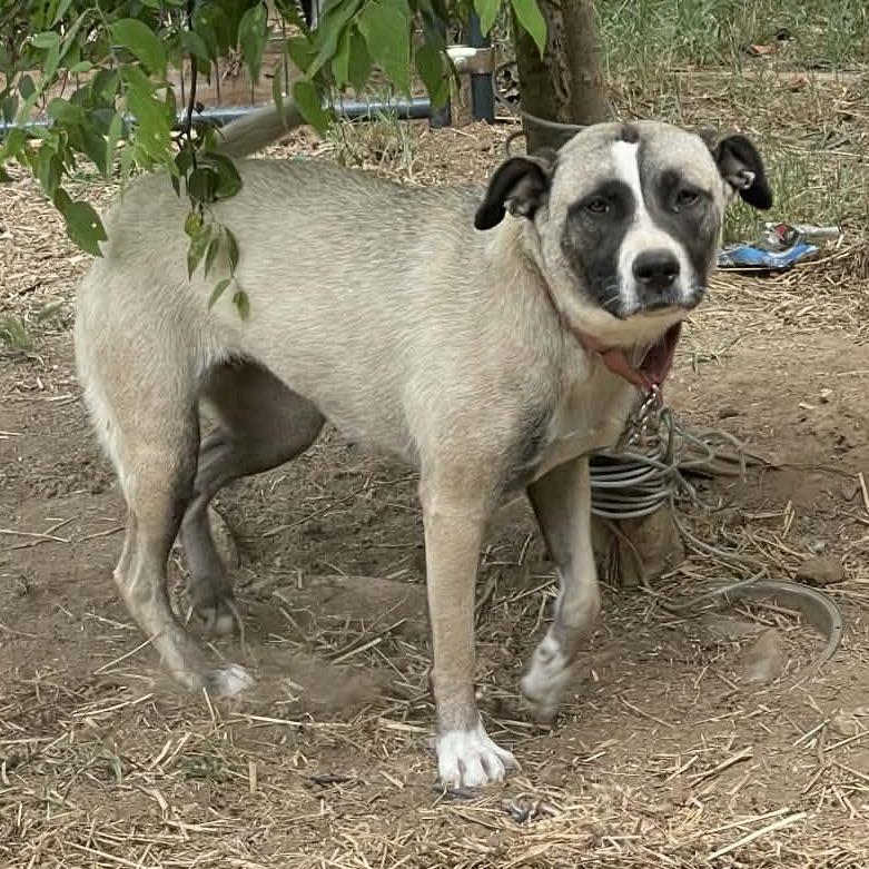Stitch, Adoptable, Young Female Anatolian Shepherd.