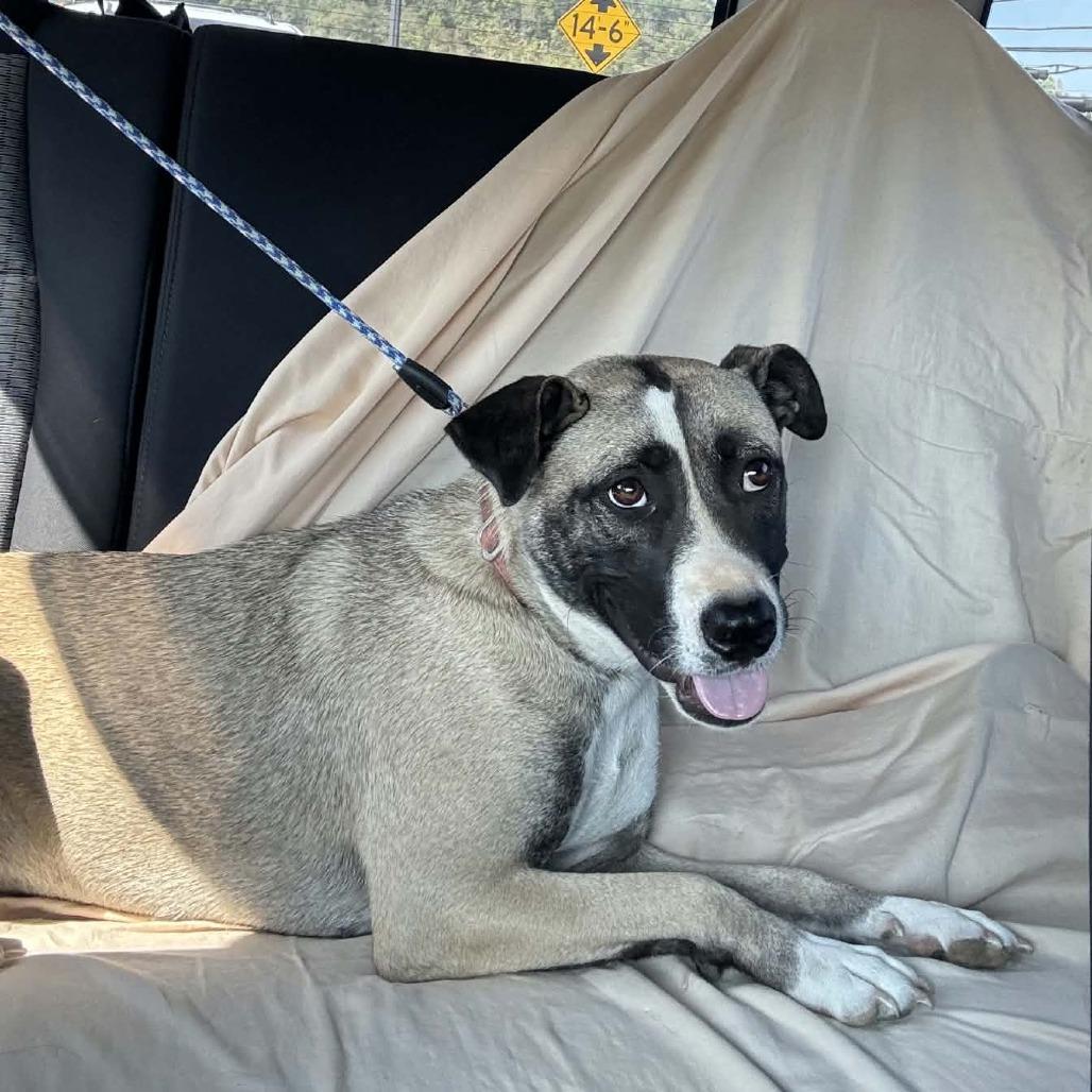 Enlarge Stitch, a Adoptable Anatolian Shepherd in Gordonsville, TN image 2/3