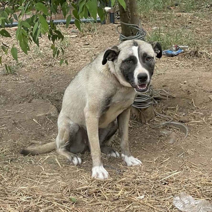 Enlarge Stitch, a Adoptable Anatolian Shepherd in Gordonsville, TN image 3/3