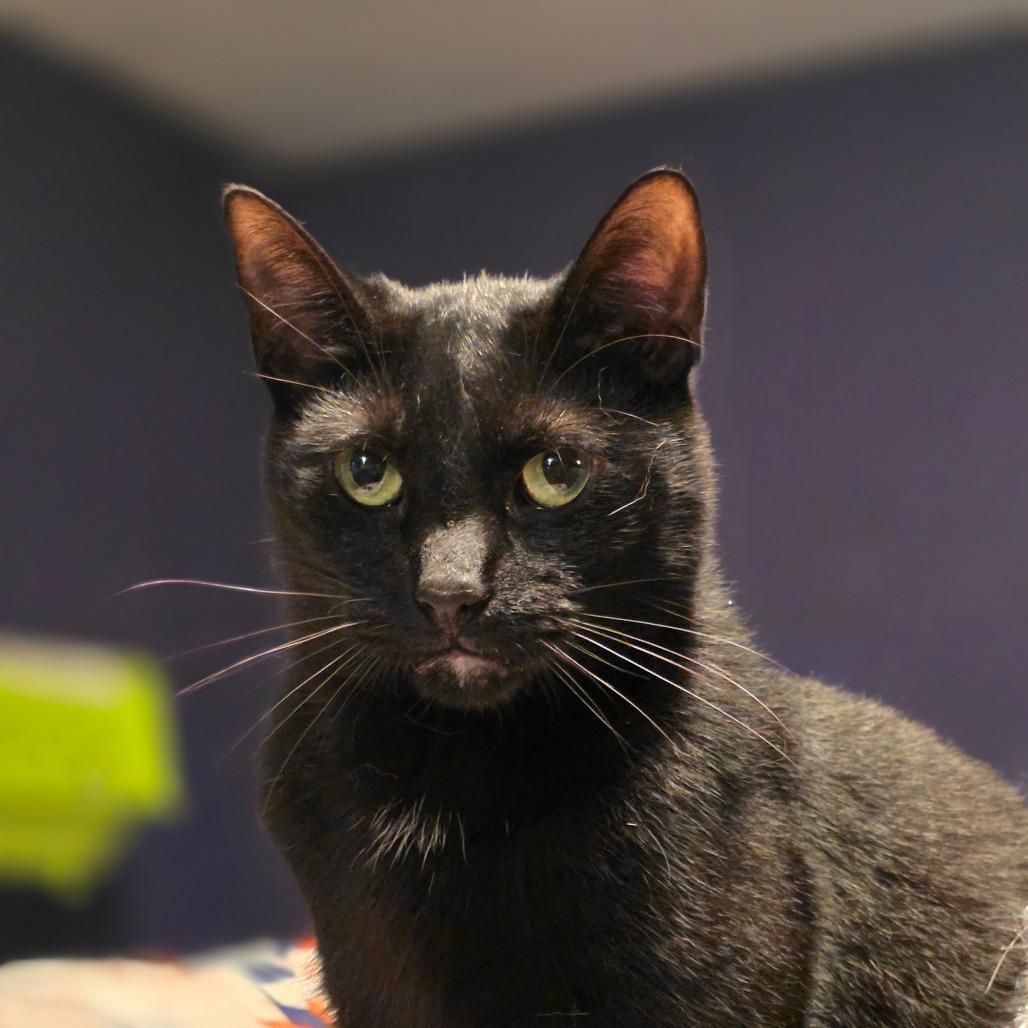 Easton, Adoptable, Adult Male Domestic Short Hair.