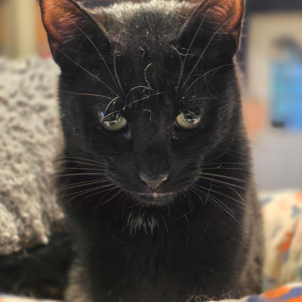 Easton, a Adoptable Domestic Short Hair in Glenfield, NY image 2/3