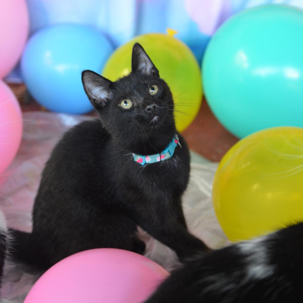 Easton, a Adoptable Domestic Short Hair in Glenfield, NY image 3/3